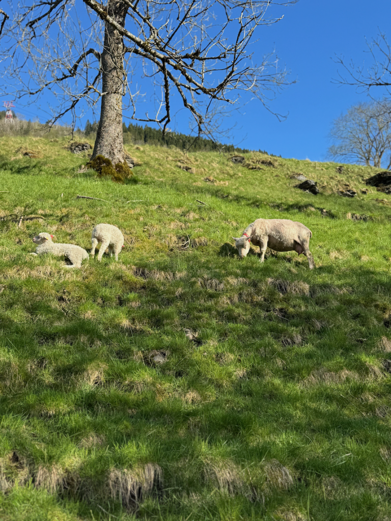 Hiking from Voss to Hanguren