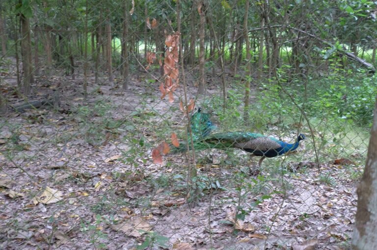 Wildlife rescue center in Thailand