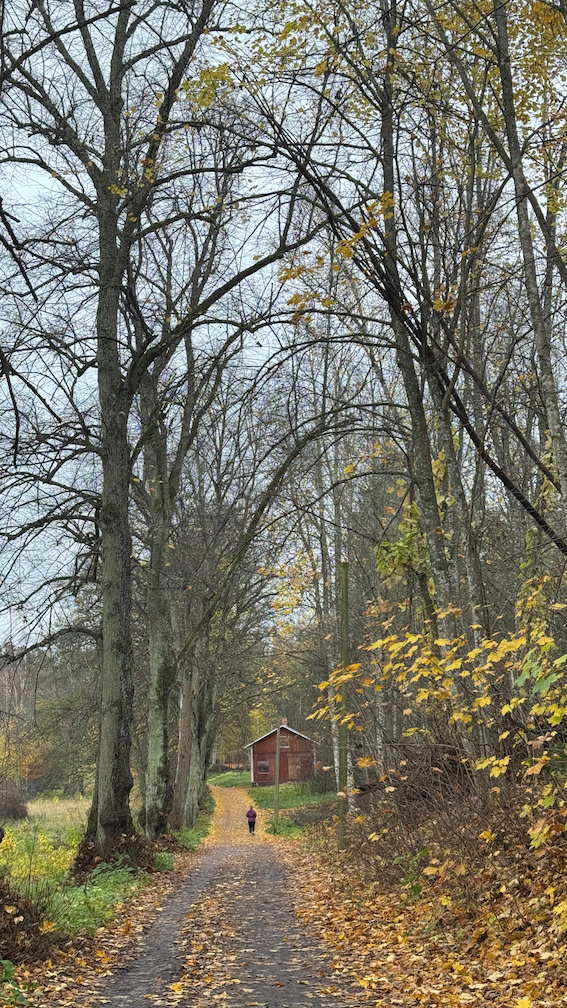 Dense forest displaying rich autumn foliage with vibrant yellow, orange, and red leaves.