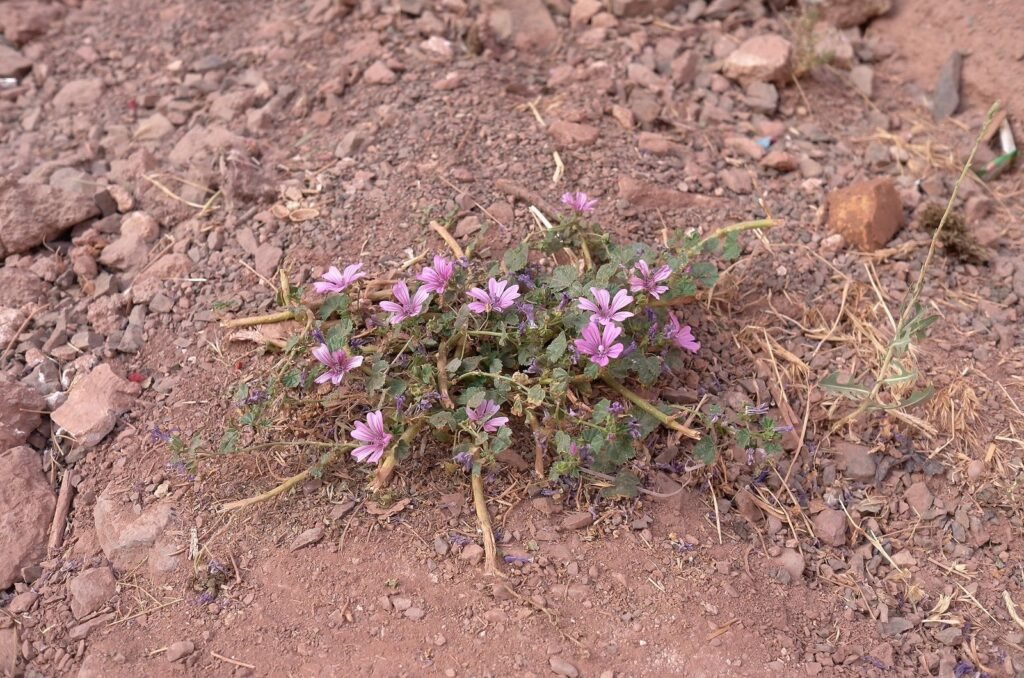 Small pink wild flowers on red earth in Abyaneh