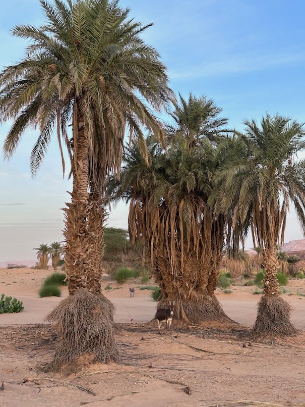 Tall date palms grow in sand in a desert valley in Mauritania.