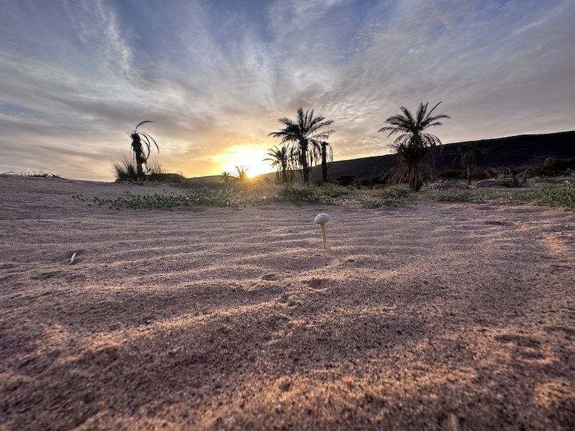 The sun sets behind palm trees over a sandy plain.
