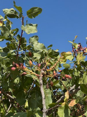 Red pistachio nuts that grow among green leaves on a tree in Aegina