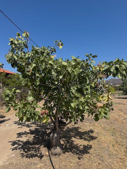 Pistachio tree in a dry field in Aegina under a blue sky