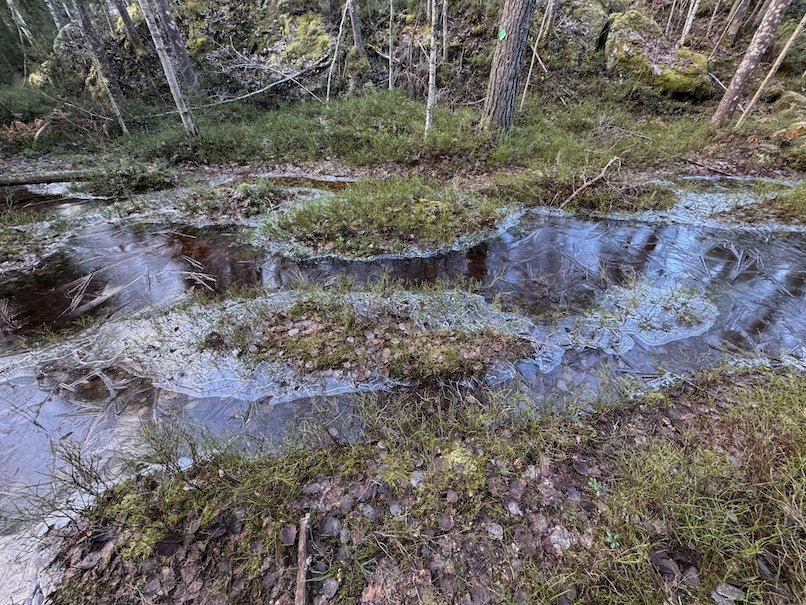 Bog pools with thin ice and grass tussocks in the forest