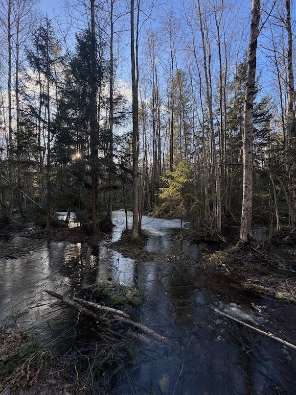 Flooded forest with a dark stream and bare trees in early spring