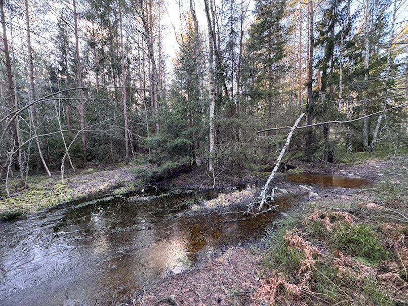 Forest stream with brown water and fallen trees in Ågesta nature reserve