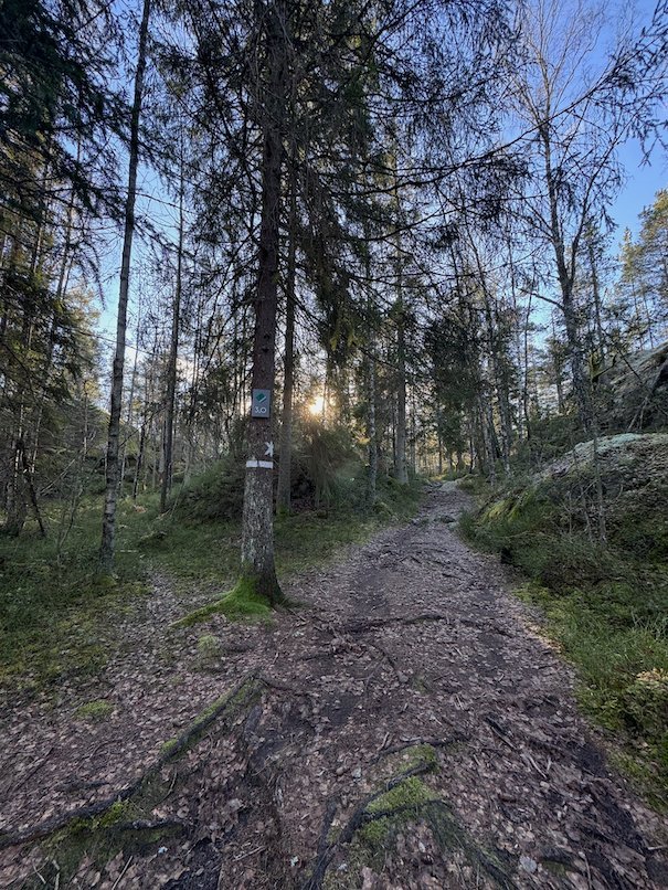 Forest trail with roots and a trail marker on a tree, low sun between the trees
