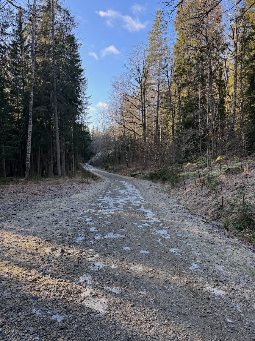 Gravel forest road with patches of old snow between tall trees
