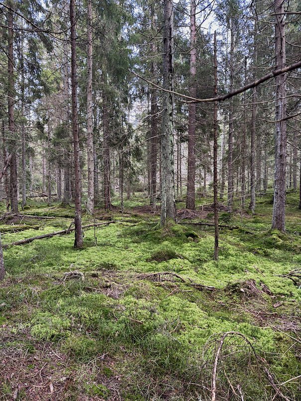 Bright green moss on the forest floor between tall spruce and pine trees