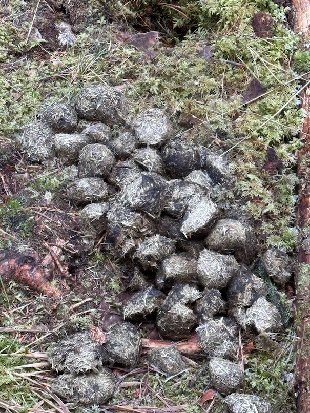 Pile of moose droppings on moss beside the trail