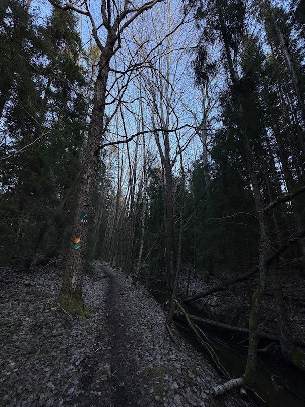 Narrow forest path between dark spruce trees and bare birches