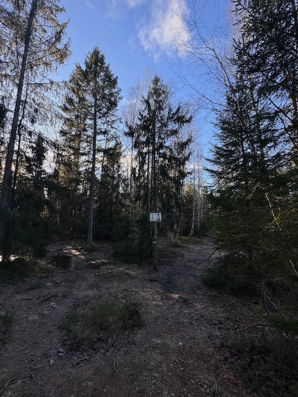 Open glade with spruce trees and a trail post under a blue sky