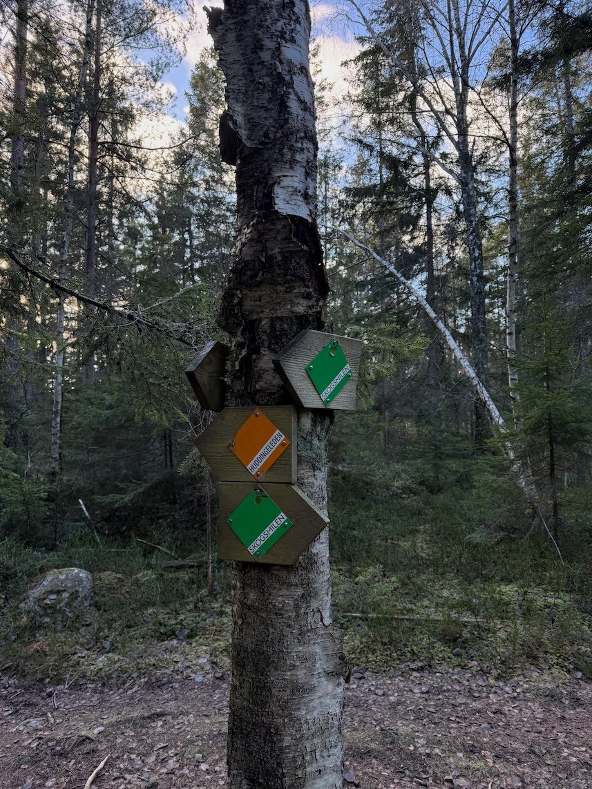 Orange and green trail markers on a birch trunk in the forest