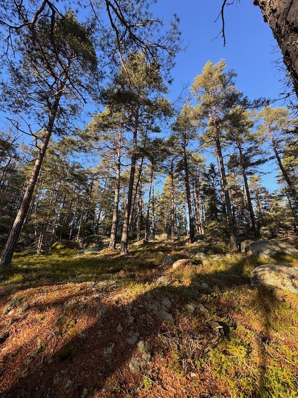 Pine trees on rocky ground with moss and low sun, under a blue sky