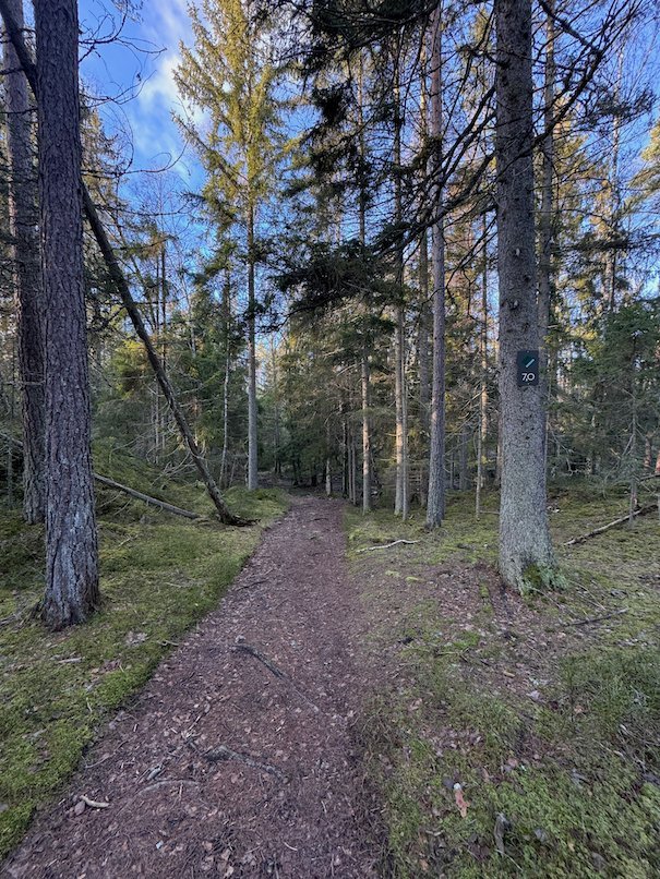 Straight forest path with moss on both sides and tall pine trees
