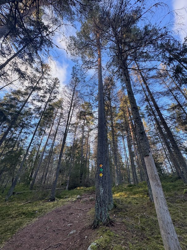 Tall pine trees and a wooden trail post on a slope, seen from below