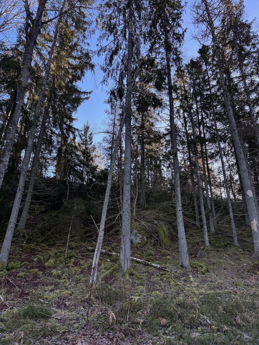 Tall thin spruce trees on a mossy slope in Ågesta nature reserve