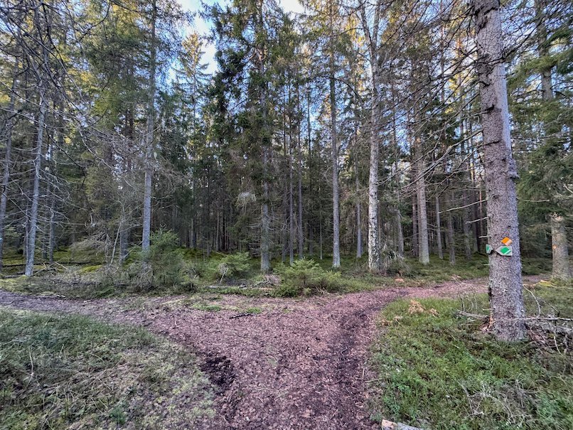 Muddy trail junction in a spruce forest, with a coloured trail marker on a tree