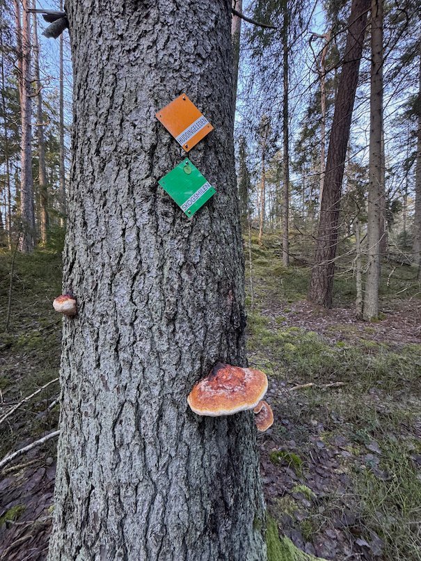 Pine trunk with orange bracket fungus and orange and green trail markers