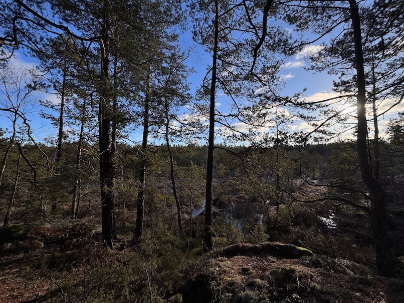View from a rocky hill through pine trees over the forest, low sun