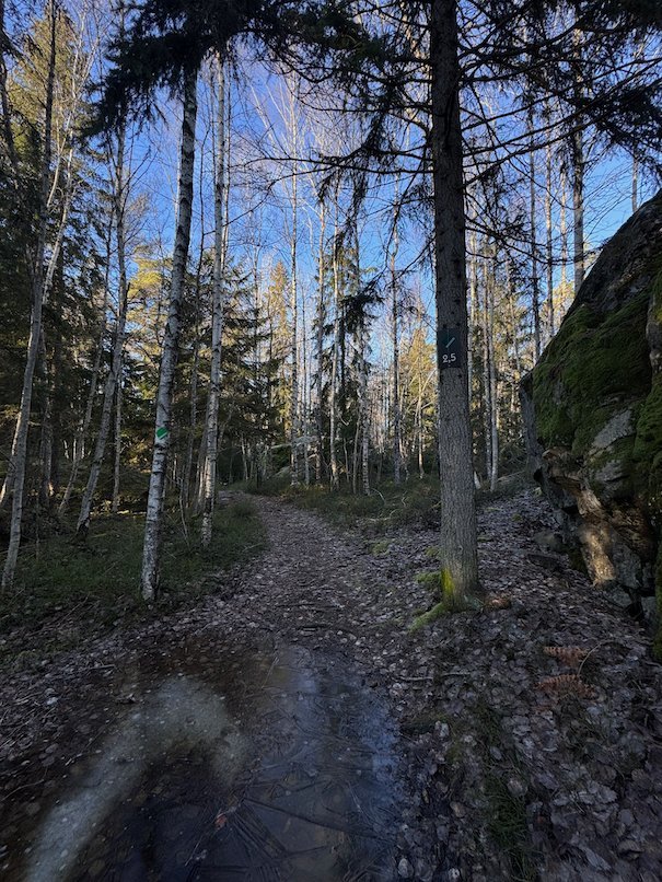 Wet forest trail beside a rock wall, with tall trees and blue sky