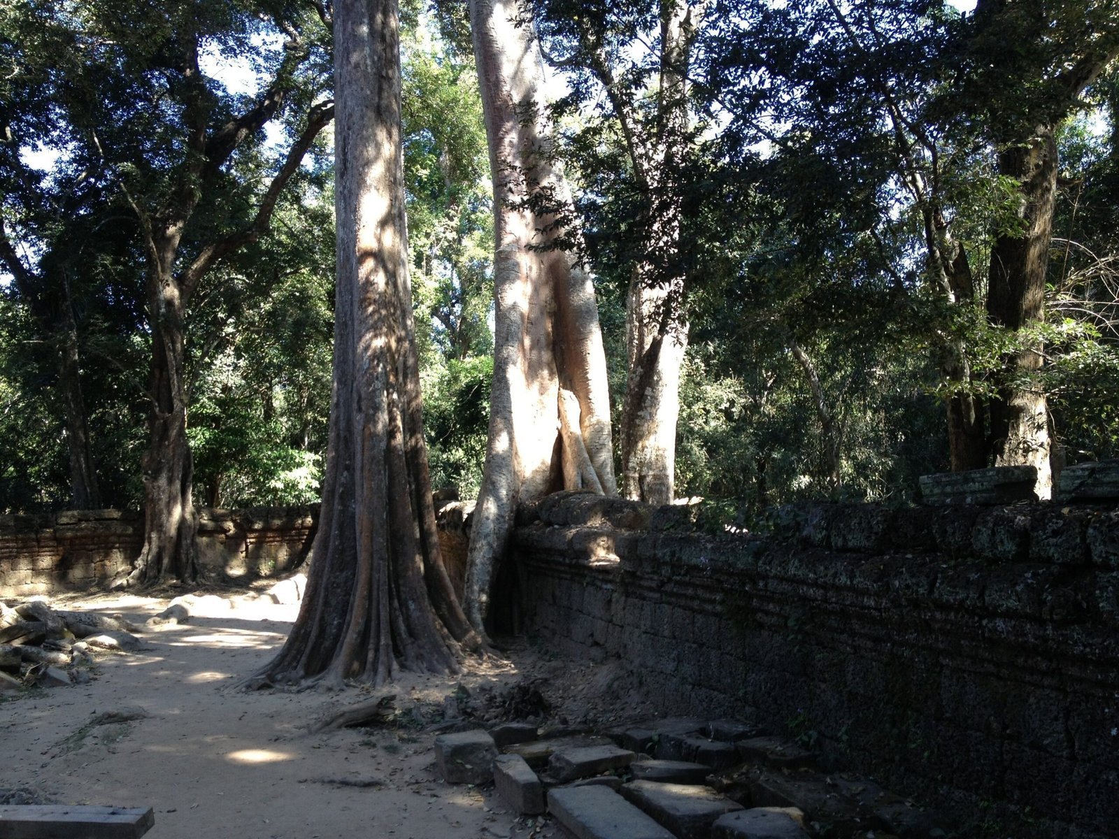 Giant trees stand beside an old temple wall in the jungle at Angkor.