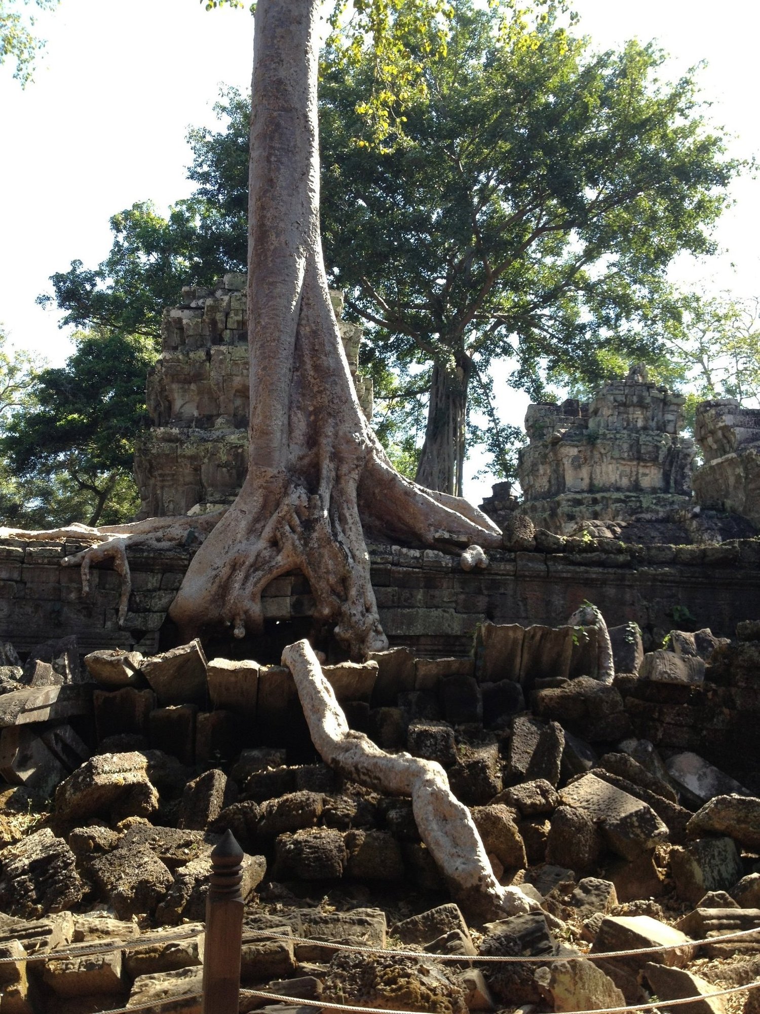 A tall tree grows out of fallen temple stones in the jungle at Angkor.