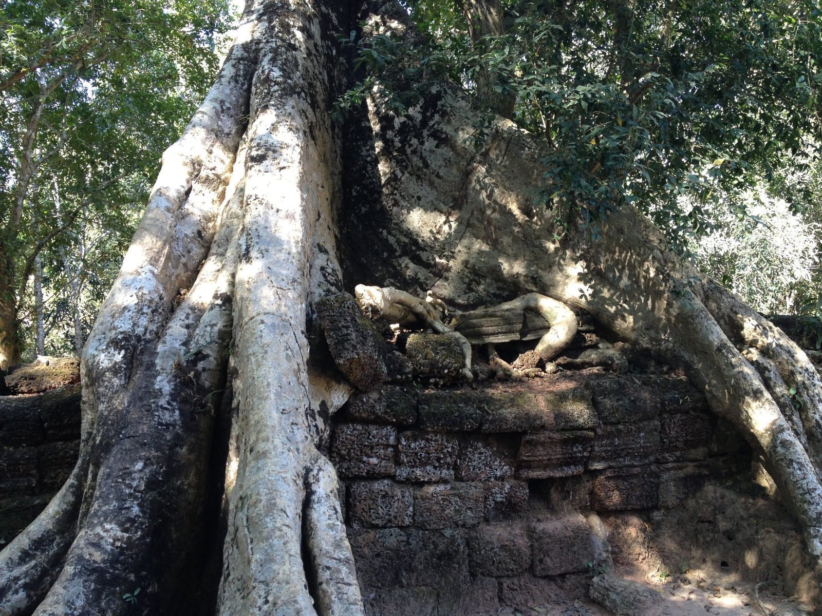 Thick tree roots grow over a stone temple wall at Angkor in Cambodia.