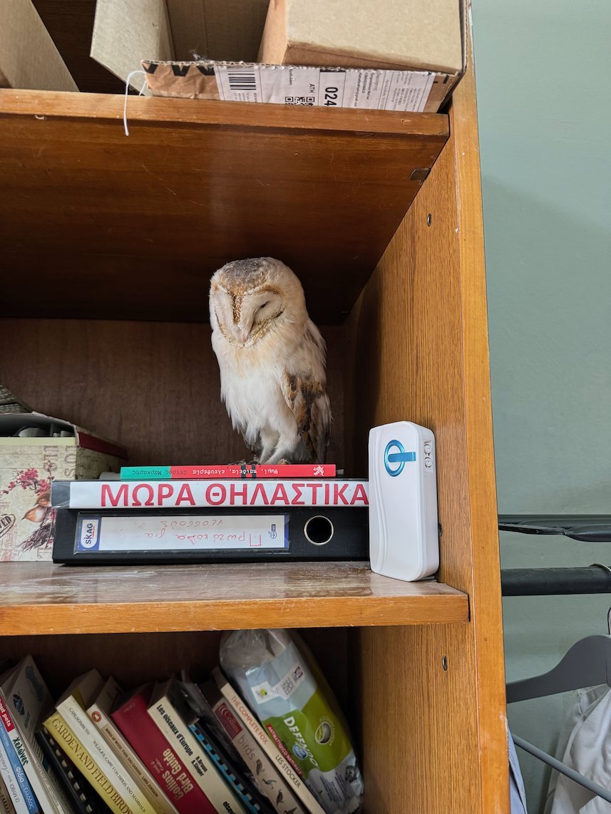 Barn owl on a shelf with books and folders at the ANIMA wildlife center in Athens