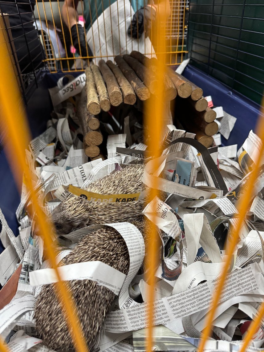 Hedgehog in shredded paper inside a care box at the ANIMA wildlife center
