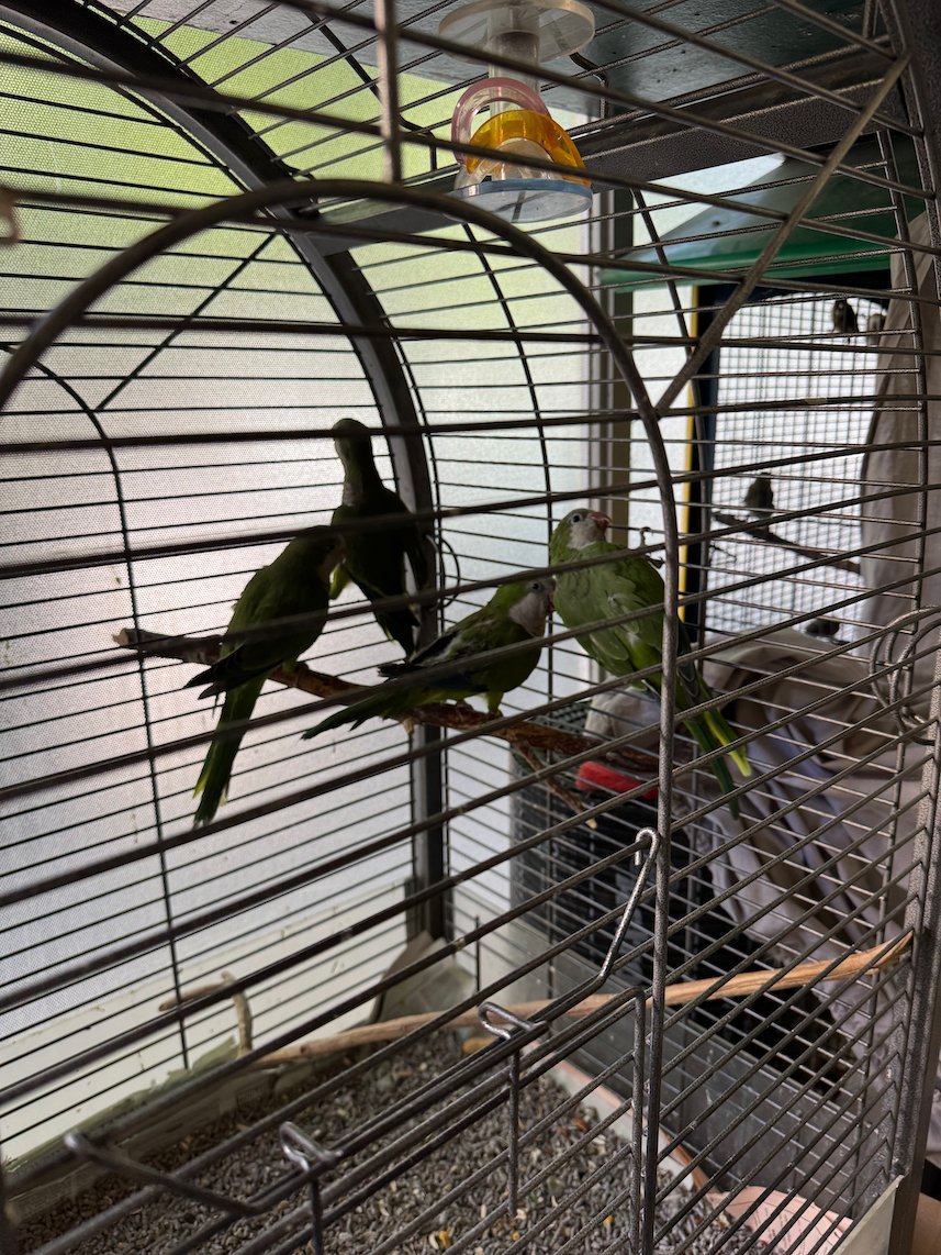 Green parakeets in a large cage at the ANIMA wildlife center in Athens