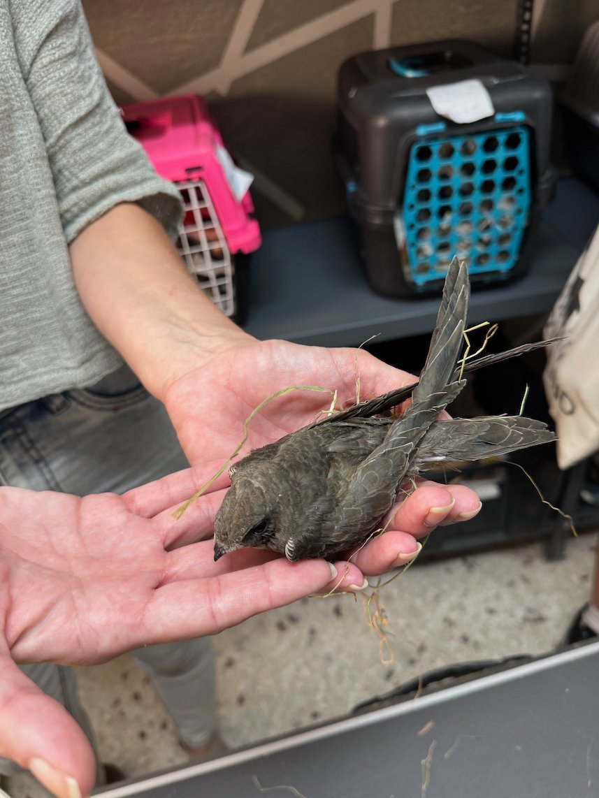 Hands that hold a small rescued bird at the ANIMA wildlife center in Athens
