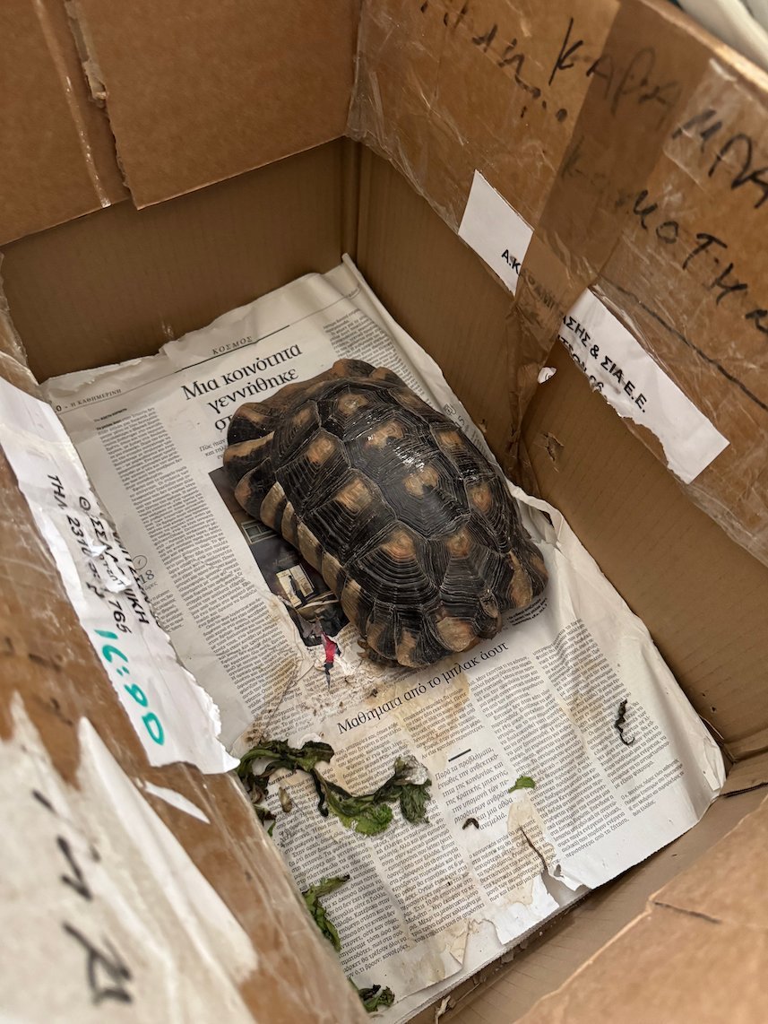 Tortoise on newspaper in a cardboard box at the ANIMA wildlife center