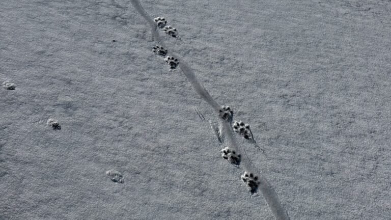 Animal tracks crossing fresh snow