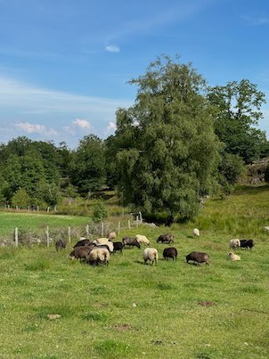 Brown and white sheep grazing in a green pasture at Askhult