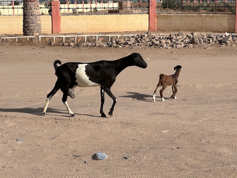 A black and white goat and a young goat walk on a sandy street.
