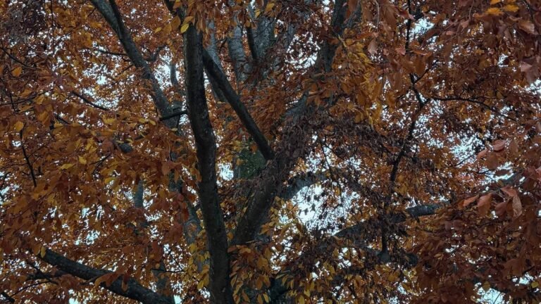 Orange autumn leaves of an oak against a pale sky