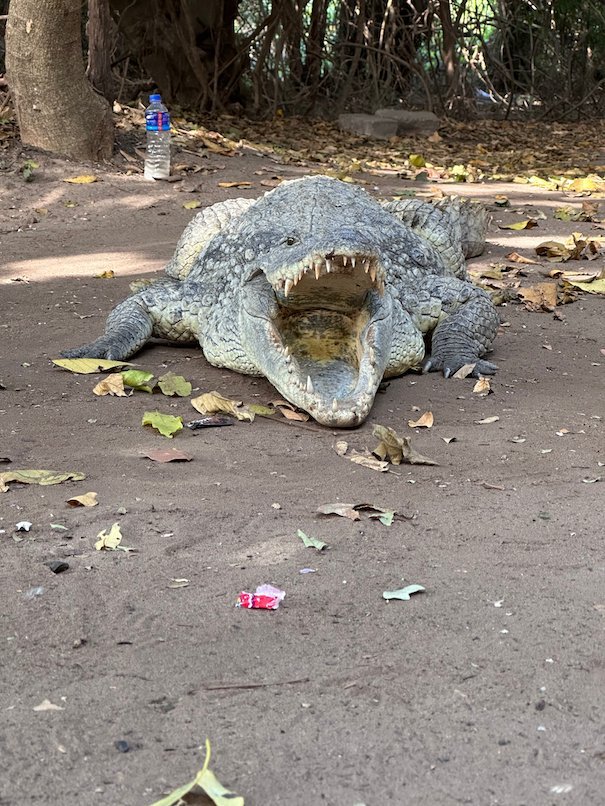 A crocodile lies with its mouth open on the sand at Kachikally crocodile pool in Bakau.
