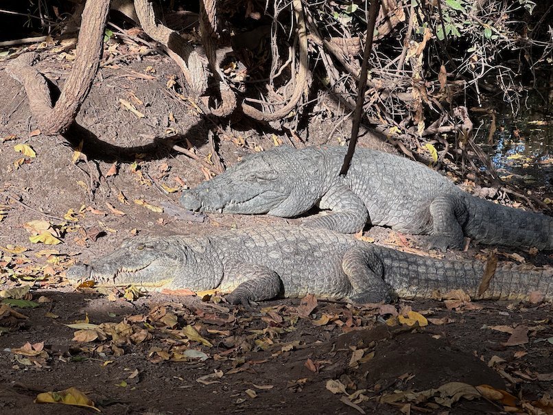 Two crocodiles rest on the ground under trees at Kachikally crocodile pool in Bakau.