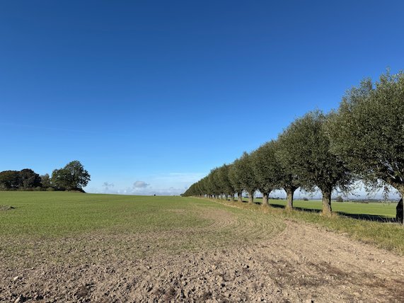 Ploughed field with a long row of pollarded willows under a clear blue sky, part of the Battle of Lund area