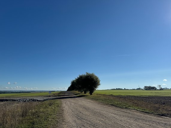Gravel road across open fields with a single group of trees under a blue sky