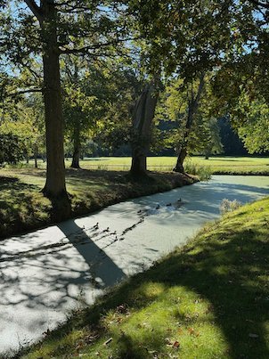 Pale green moat with ducks, between grass banks and old trees in autumn light