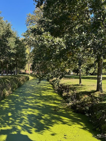 Castle moat covered in green duckweed under large trees, with sunlight and shadows