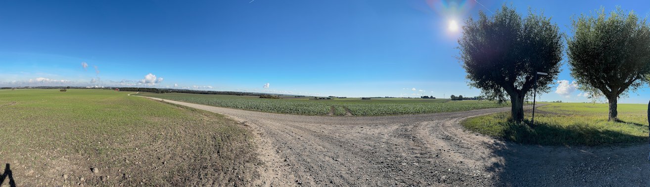 Panorama of a gravel farm road and old willows in the low sun near Lund