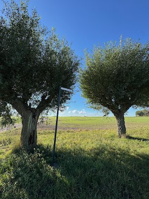 Two old pollarded willows and a signpost beside a field under a blue sky