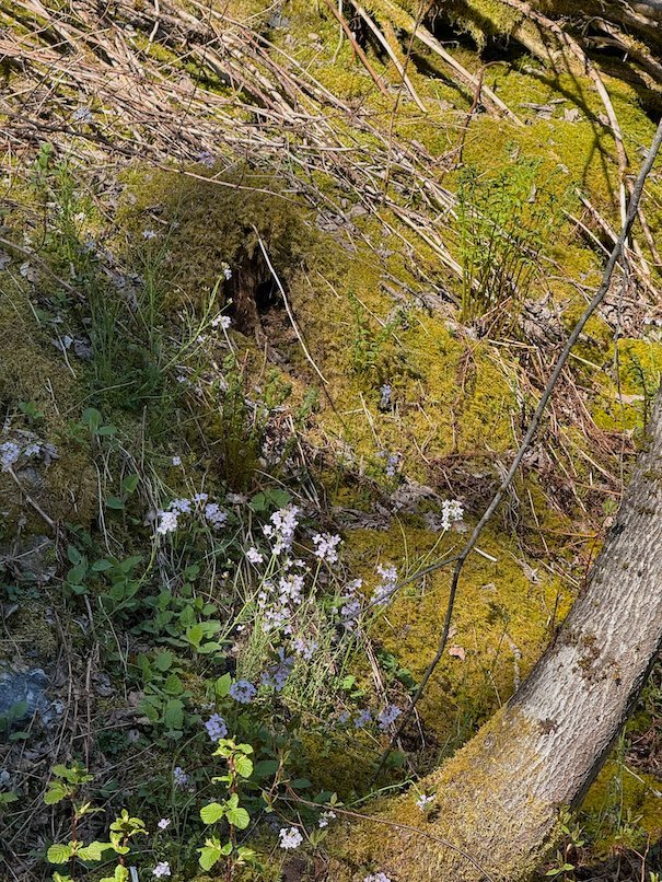 Small blue flowers and moss beside a fallen tree trunk in the forest above Voss