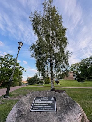 Plaque on a large stone in a park with a birch tree and a street lamp