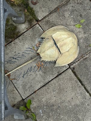 Art piece shaped like a shell set into a pavement