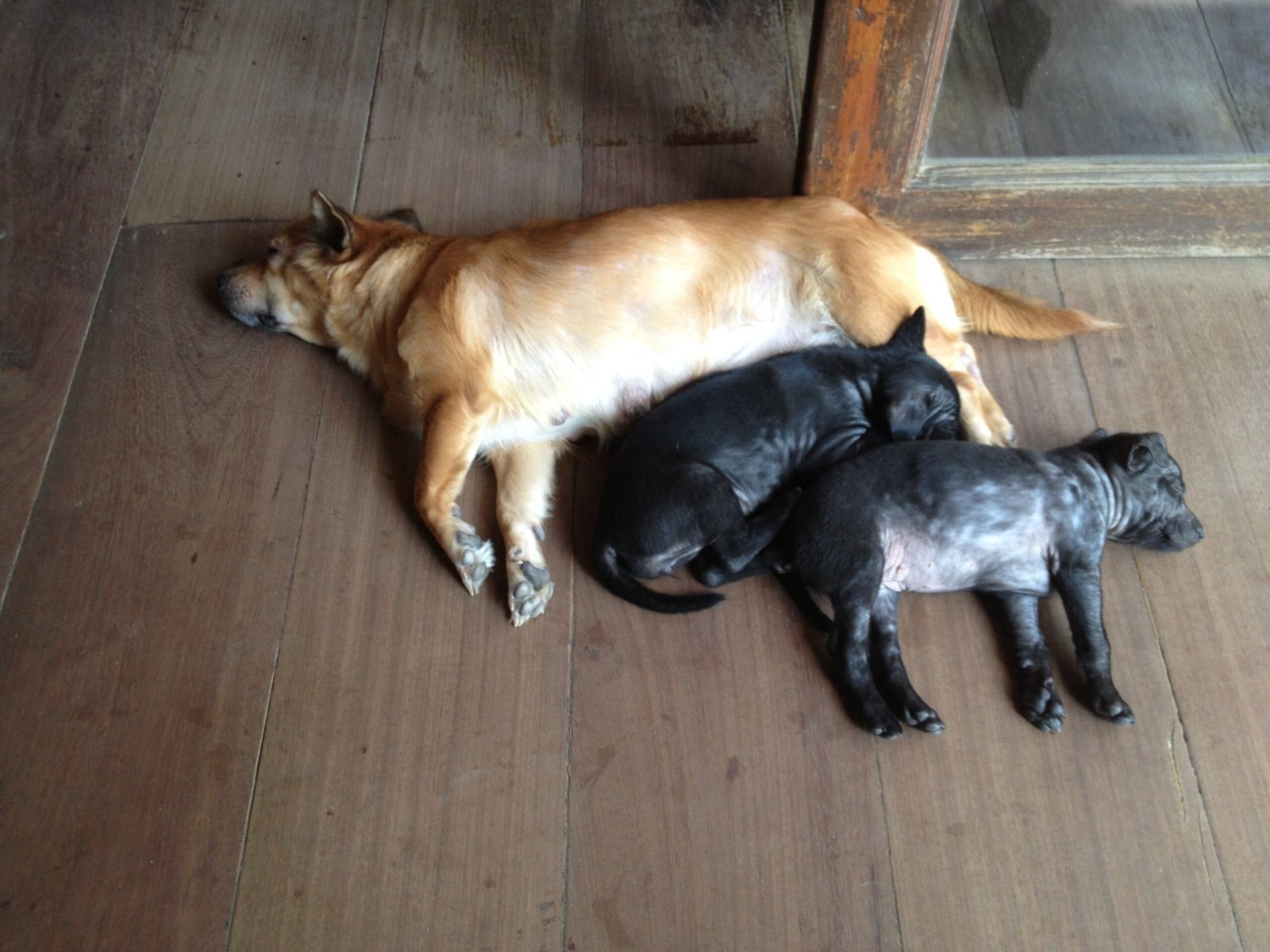 A brown dog and two black puppies sleep on a wooden floor in Cambodia.